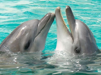 淘寶直播沒(méi)有粉絲怎么辦