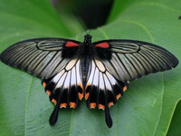 淘寶客預(yù)估收入準(zhǔn)嗎?淘寶客預(yù)估未結(jié)算收入是什么?