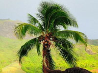 淘寶店鋪號在哪里設(shè)置?淘寶店鋪號怎么設(shè)置?