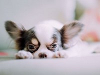 天貓購物怎么分期付款?天貓購物分期如何使用?